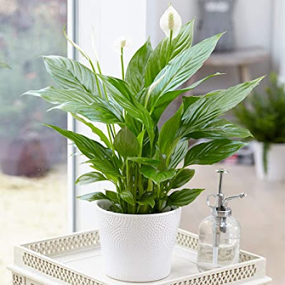 Peace lily