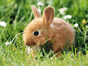 Bunny (cute rabbit )