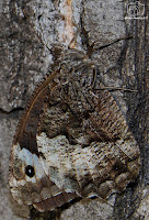 Hipparchia statilinus