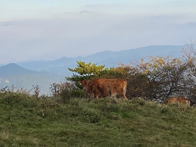 Cows next to Monomi