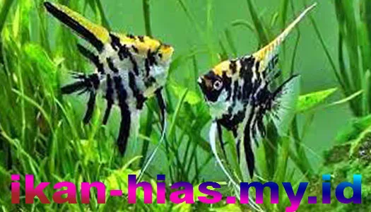 Jenis Ikan Hias Air Tawar Aquarium Ikan indah dan menarik manfish