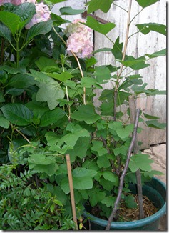 DSCN3916