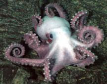 Underwater Creatures - Antarctic Octopus