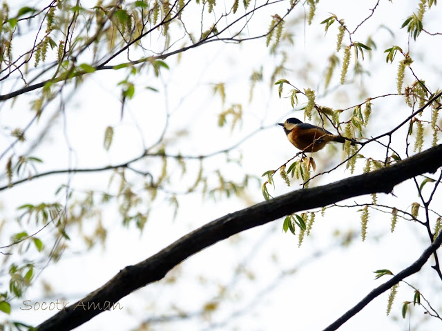 Parus varius