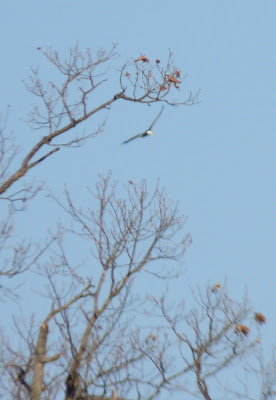 bald eagle