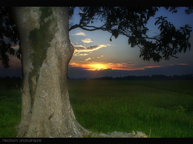 Big tree sunset photo