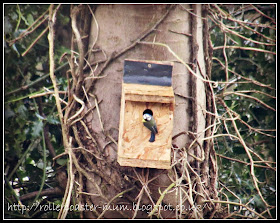 blue tit finds new home...