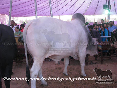 LDFA Expo Center Karachi 2013 Sohrab Goth Gai Mandi