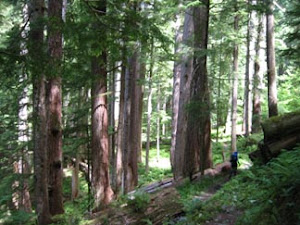 sinharaja rainforest
