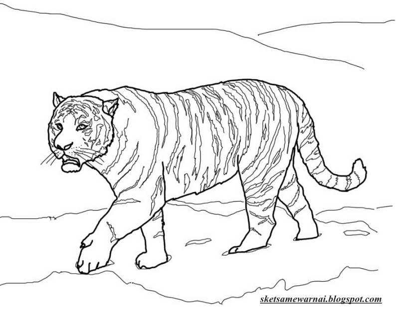 Istimewa 32 Sketsa Gambar Binatang Harimau