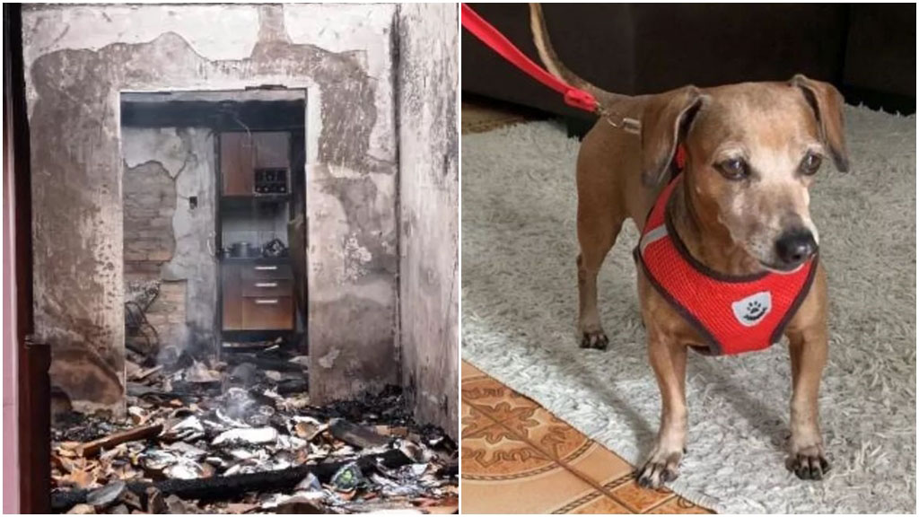 Casal de idosos é resgatado de incêndio graças a ato de bravura de cachorro