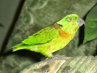 Lovebird leher hitam (Agapornis swindernianus)