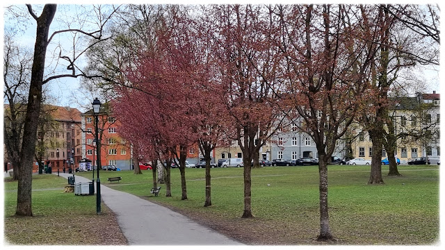 Kirsebærtrærne blomstrer og det våres i Sofienbergparken på Grünerløkka!