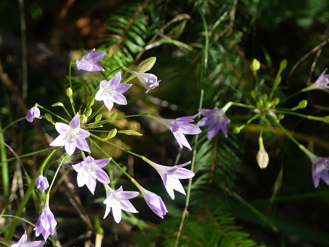 burst of long flowers