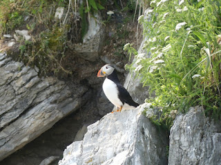 Macareux moine - Fratercula arctica - Perroquet de mer