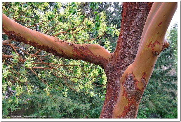 160410_Victoria_UVic_FinnertyGardens_0005