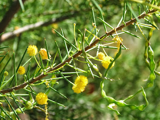 Acacia flower