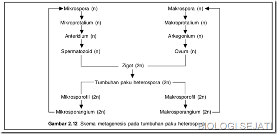 Gambar bagan Metagenesis Tumbuhan Paku - Rangkuman Materi