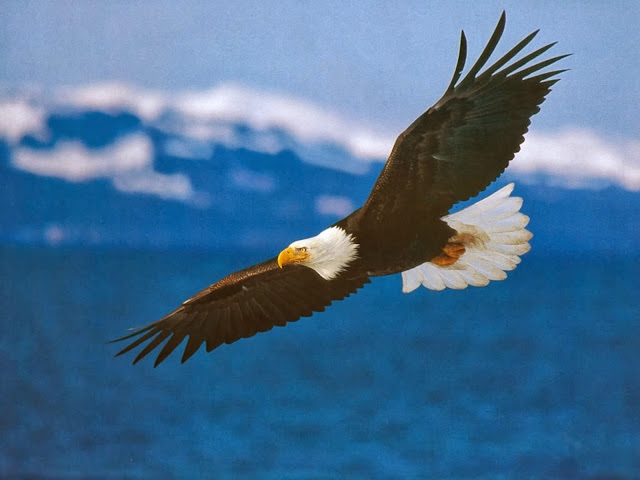 3D Flying Bald Eagle HD Wallpaper Free