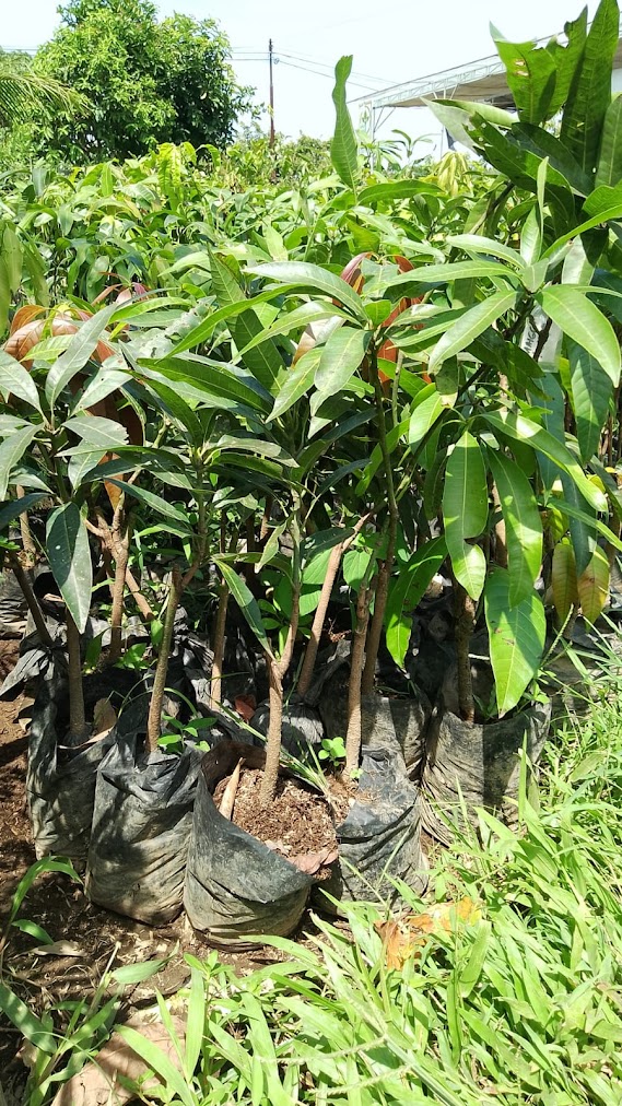 bibit mangga kelapa tanaman trend Jawa Barat