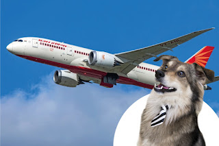 Top 5 Pet-Friendly Airlines from the USA To India