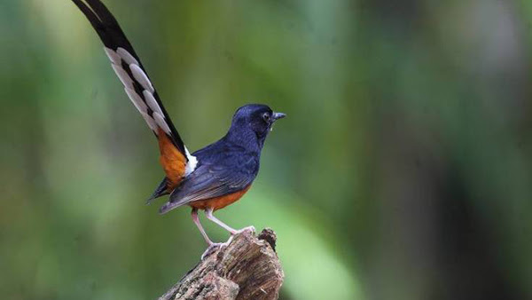 Harga Burung Murai Batu Terbaru 2018