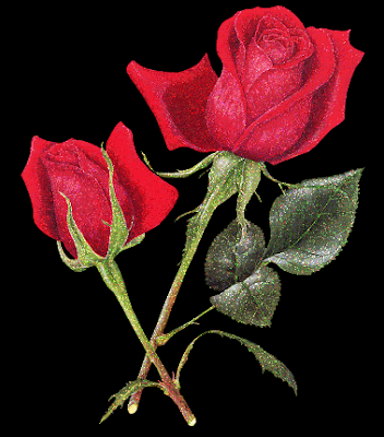 Beautiful Images Of Roses. Beautiful Valentine Roses: