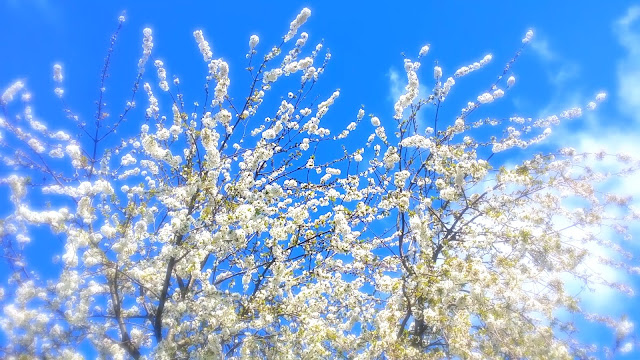 cherry blossoms