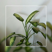 dieffenbachia