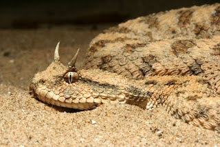 ... photography, Desert Horned Viper, Cerastes cerastes