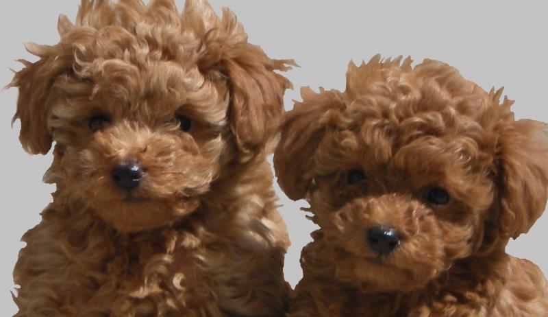 Cute Puppy Dogs: Poodle Puppies