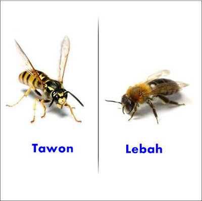 Perbedaan tawon dan lebah
