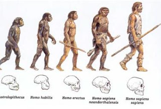 Evolução Humana human evolution