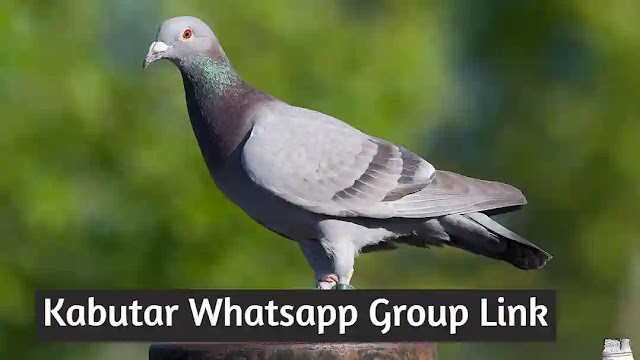 Kabutar Whatsapp Group Link 2021