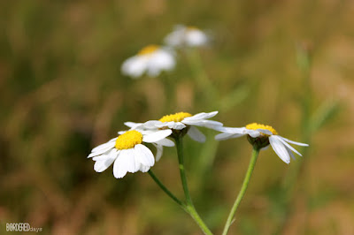 Daisies near Kun-rét, Börzsöny