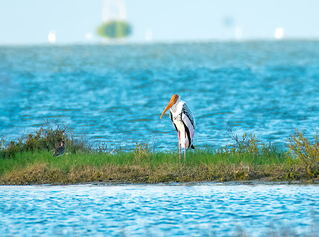 wetland water birds birding nature conservation travel pulicat lake chennai wildlife