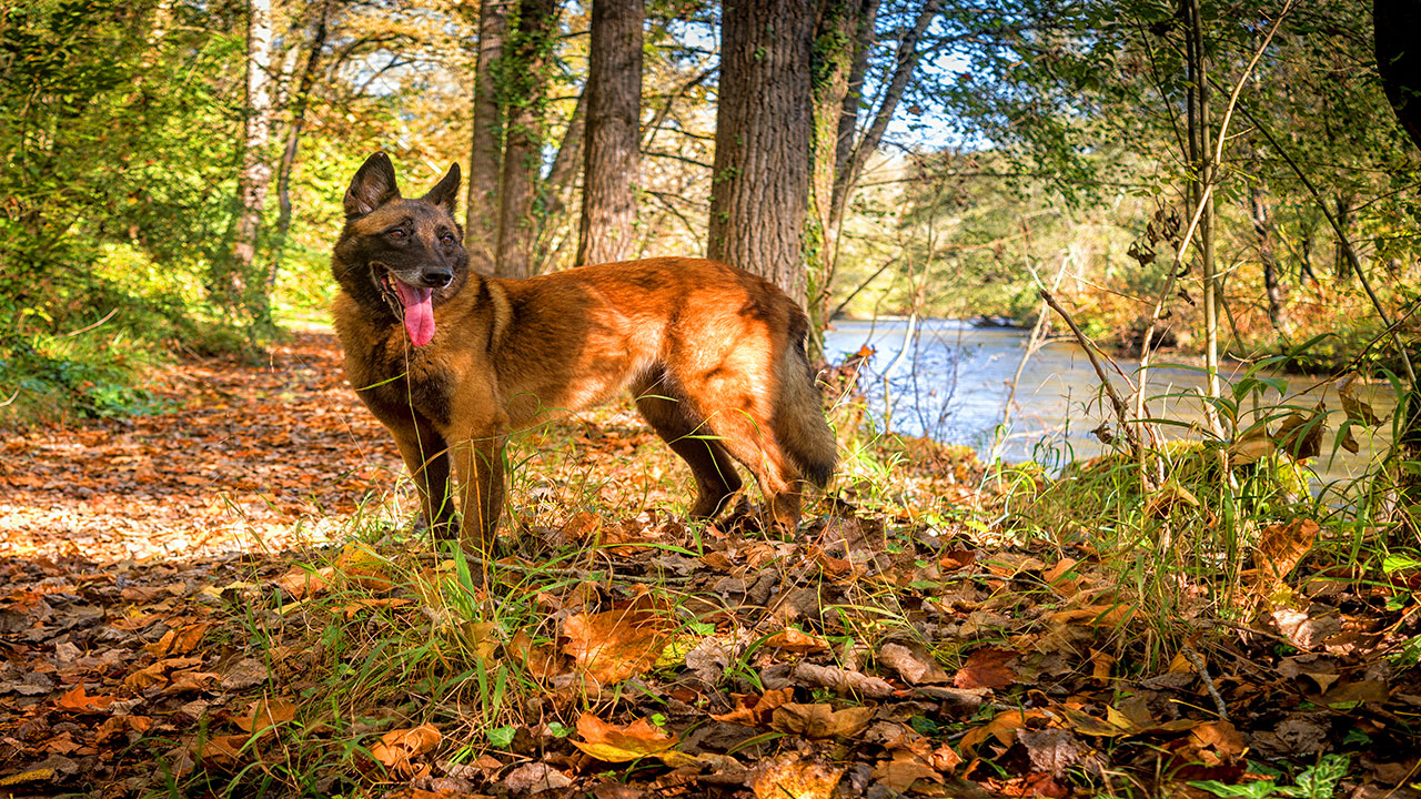 Berger malinois