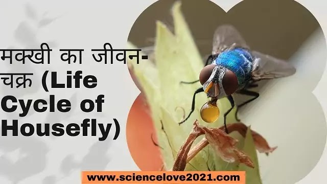 घरेलू मक्खी का जीवन- चक्र (Life Cycle of Housefly)|hindi