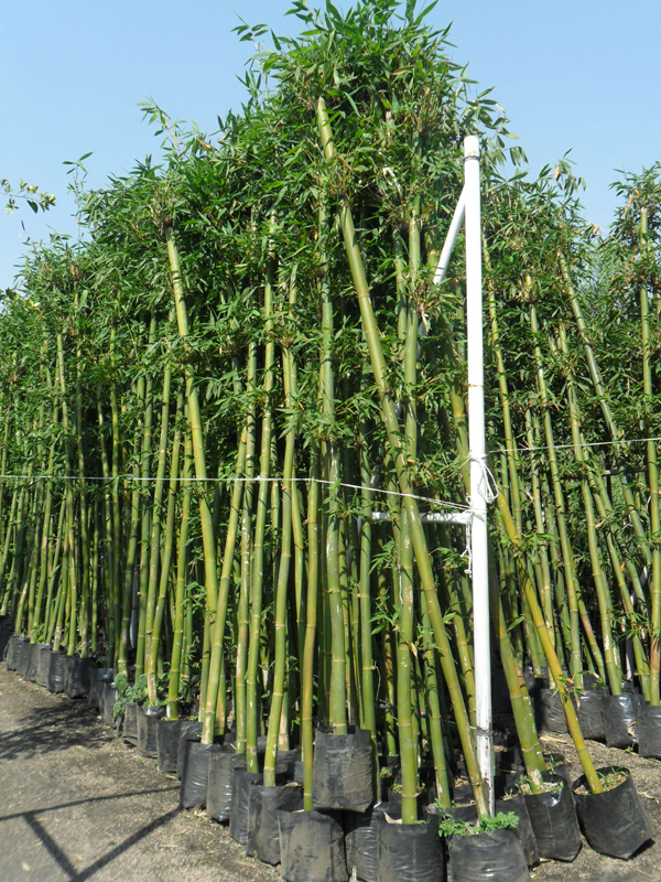 Kebun Bambu  Pohon Bambu 