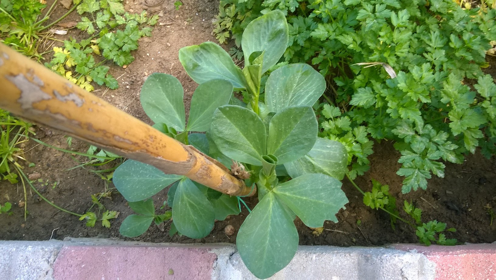 When the young pods start to appear, you have to nip out the top of the stem. Just take out the growing tip along with the top two leaves, around 4 inches or so. This helps to stop black bean aphids taking over.