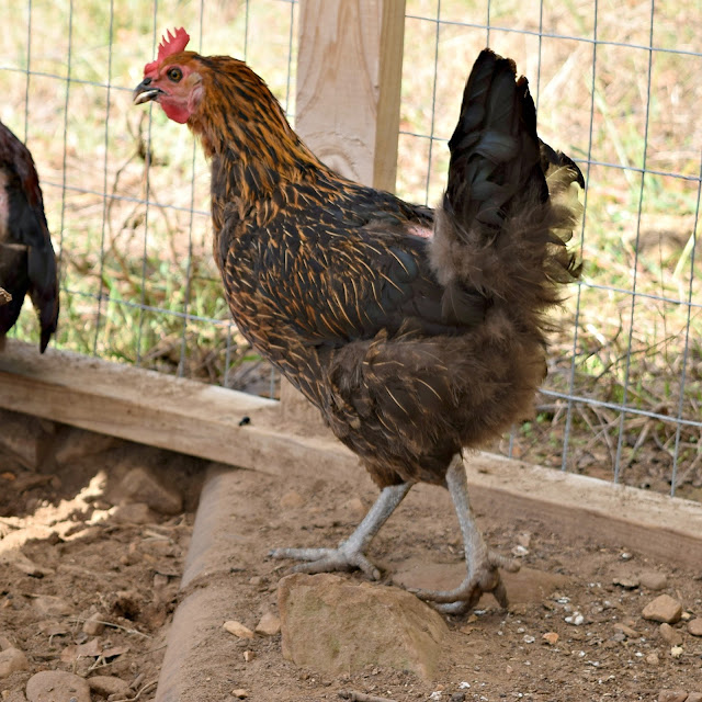 A brown Americana chicken in a fenced run with her beak open.