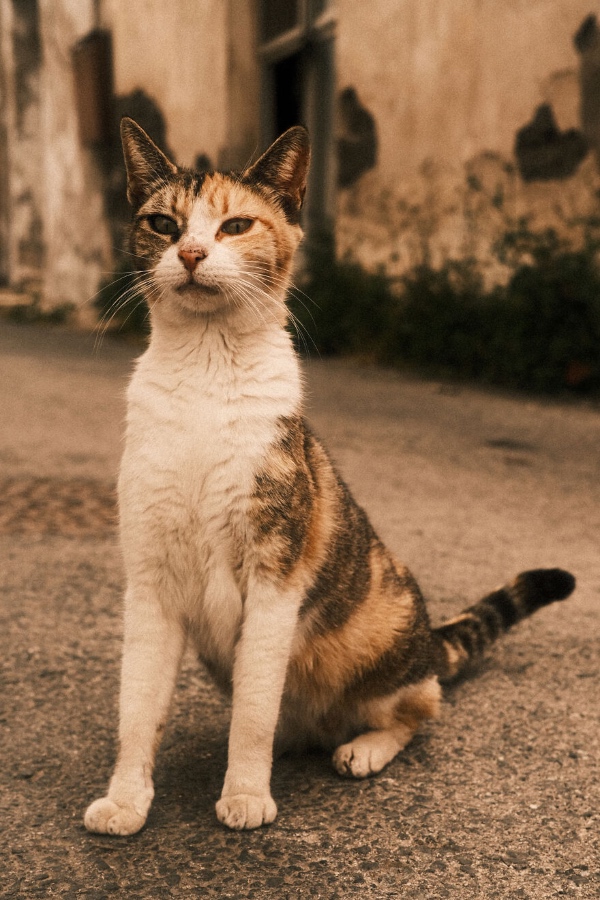 Cyprus cat pictures