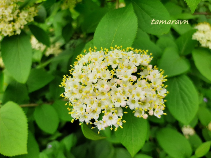 Калина буреинская (Viburnum burejaeticum)