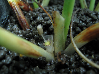 September 2009 The cultivation tank with C fusca inside performing badly