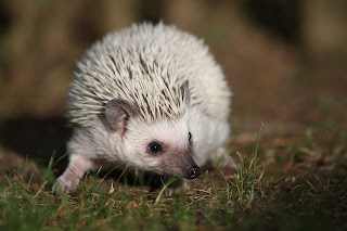 Top 08 Fun Facts About The Hedgehog Animal