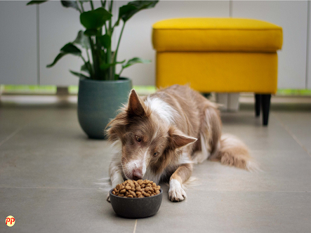 Harga Makanan Anjing Royal Canin (Wet & Dry Food) Semua Varian