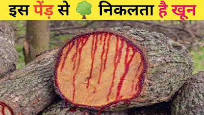 इस पेंड़ को काटने पर निकलता है खून ! most mysterious tree's in the world