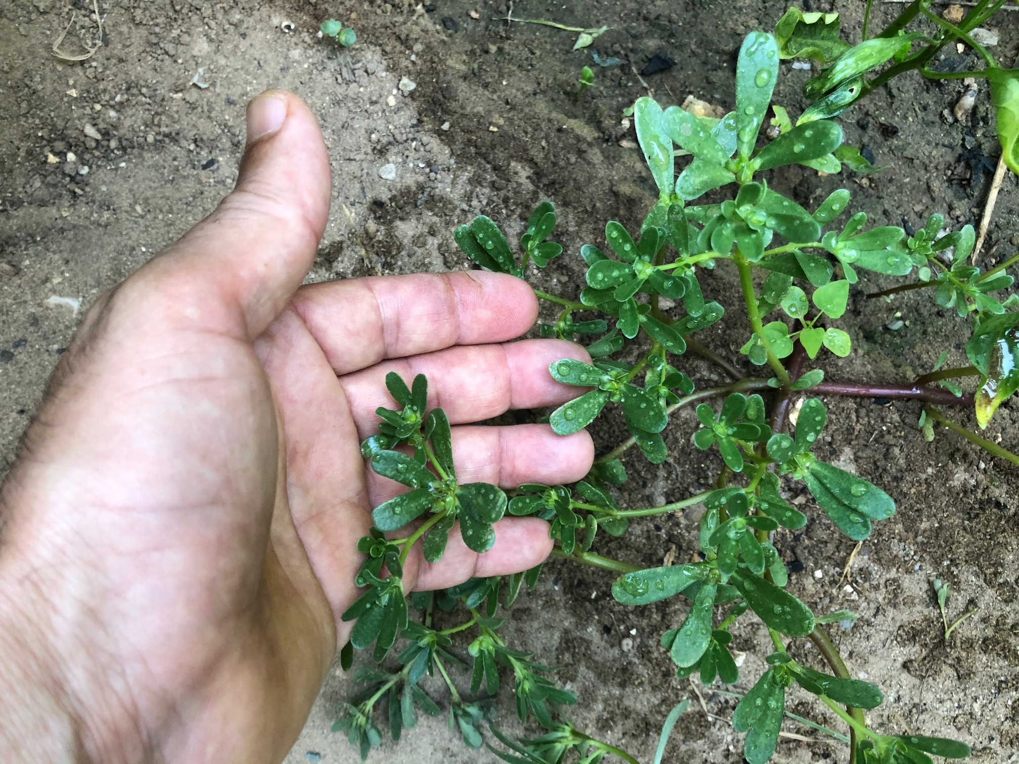 One of purslane's defining features is its succulent nature, which is evident in its thick, fleshy leaves and stems. These characteristics not only contribute to its resilience in arid conditions but also make it easily recognizable in gardens and landscapes. Purslane's leaves are typically small, spoon-shaped, and arranged alternately along the stem.