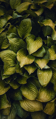 Beautiful Green Leaves Wallpaper - It's the closest green leaves anyone has ever seen.