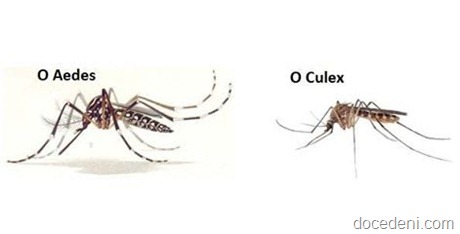 mosquitos (1)